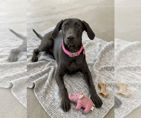 Medium Photo #2 Mutt Puppy For Sale in Genesee, WI, USA