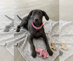 Small #1 Mutt