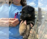 Small Photo #27 German Shepherd Dog Puppy For Sale in NEWVILLE, PA, USA