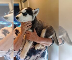 Siberian Husky Puppy for Sale in PIKEVILLE, Tennessee USA