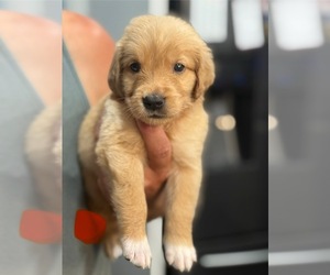 Medium Golden Retriever