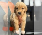 Puppy Orange Golden Retriever