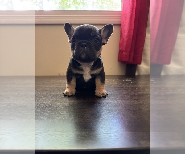 Medium Photo #3 French Bulldog Puppy For Sale in GREENVILLE, SC, USA