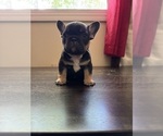 Small Photo #3 French Bulldog Puppy For Sale in GREENVILLE, SC, USA