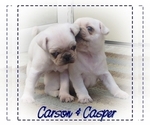 Small Photo #3 Pug Puppy For Sale in ELVERSON, PA, USA