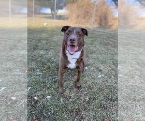 Eurasier-Labrador Retriever Mix Dogs for adoption in Front Royal, VA, USA