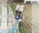 Small Photo #9 German Shepherd Dog-Greyhound Mix Puppy For Sale in Atlanta, GA, USA