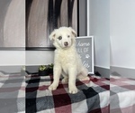 Small Photo #8 Australian Shepherd Puppy For Sale in FRANKLIN, IN, USA