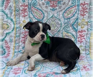 Boston Terrier Puppy for sale in LANCASTER, PA, USA