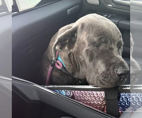 Medium Photo #4 Mutt Puppy For Sale in Goodyear, AZ, USA