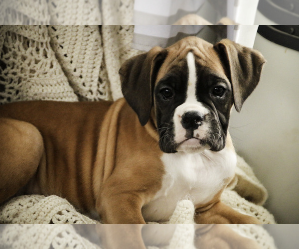 Medium Photo #3 Boxer Puppy For Sale in SHIPSHEWANA, IN, USA