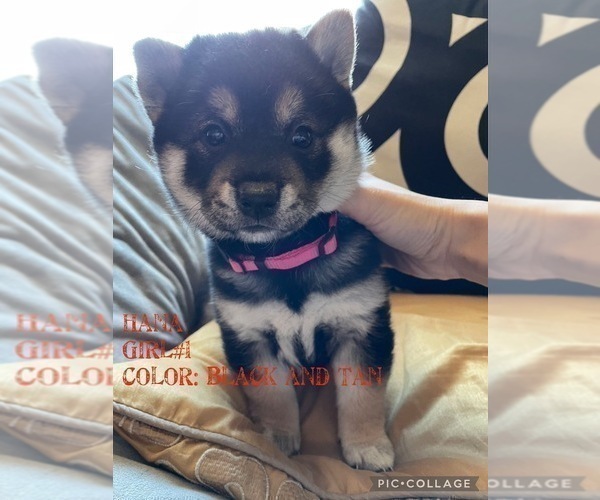 Medium Photo #2 Shiba Inu Puppy For Sale in DENVER, CO, USA