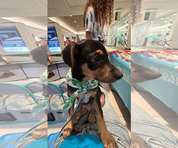 Medium Photo #4 Doberman Pinscher-Retriever  Mix Puppy For Sale in Virginia Beach, VA, USA