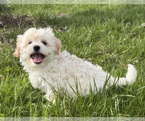 Medium Photo #4 Havanese Puppy For Sale in CANOGA, NY, USA