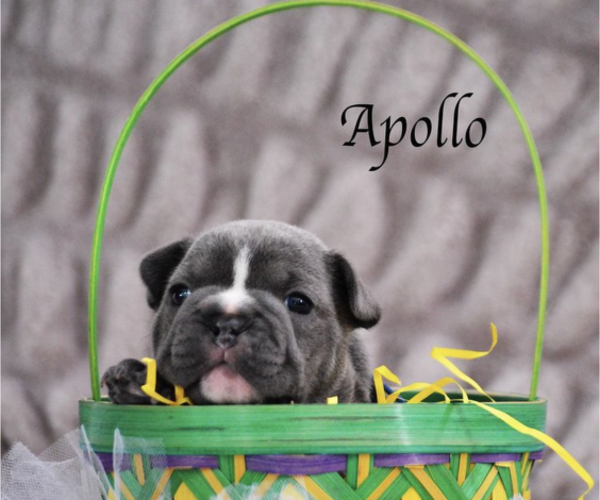 Medium Photo #1 French Bulldog Puppy For Sale in PARAMUS, NJ, USA
