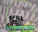 Small Photo #1 French Bulldog Puppy For Sale in PARAMUS, NJ, USA