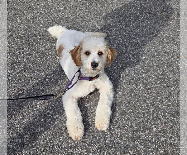 Medium Photo #1 Cavapoo (Miniature) Puppy For Sale in Westwood, NJ, USA