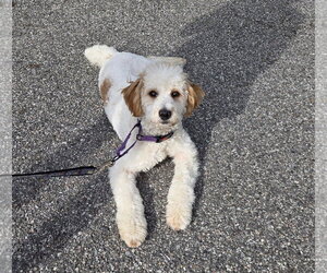 Cavapoo (Miniature) Dogs for adoption in Westwood, NJ, USA
