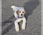 Small Cavapoo (Miniature)