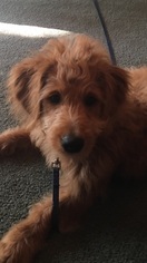 Goldendoodle Puppy for sale in SAINT PAUL, MN, USA