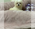 Small Maltese-Poodle (Toy) Mix