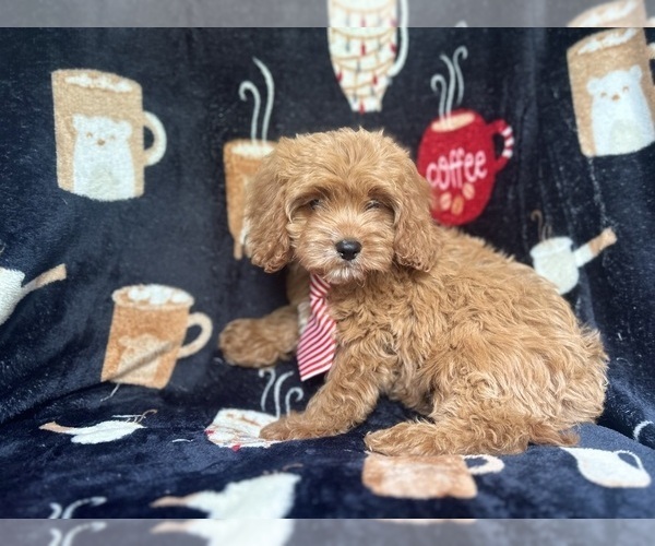 Medium Photo #9 Cavapoo Puppy For Sale in LAKELAND, FL, USA