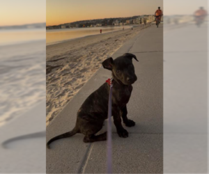Labrador Retriever-Staffordshire Bull Terrier Mix Dogs for adoption in San Diego, CA, USA