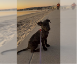 Boots - Male Labrador Retriever-Staffordshire Bull Terrier Mix Dog for Adoption - Small photo