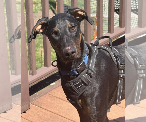 Medium Photo #7 Doberman Pinscher Puppy For Sale in Boonton, NJ, USA