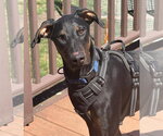 Small #6 Doberman Pinscher
