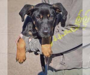 Tommy - Male German Shepherd Dog-Unknown Mix Dog for Adoption - Photo #3