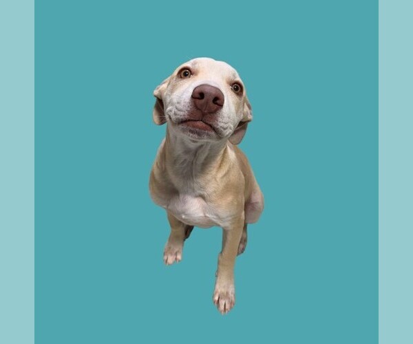 Medium Photo #1 Labrador Retriever Puppy For Sale in Bakersfield, CA, USA