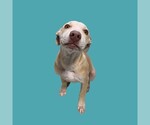 *TANNER - Male Labrador Retriever Dog for Adoption - Small photo
