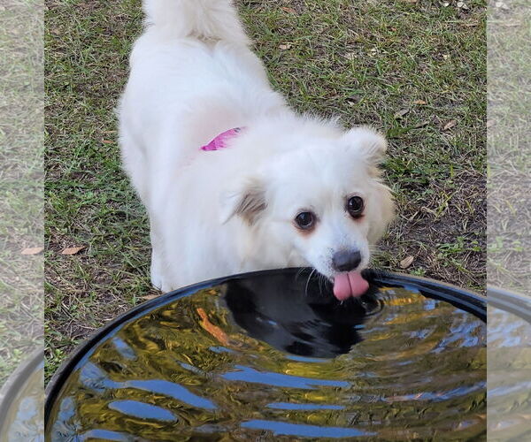 Medium Photo #2 American Eskimo Dog Puppy For Sale in Pikesville, MD, USA