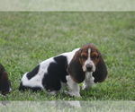 Small #3 Basset Hound
