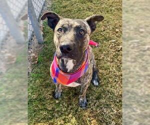 Mutt Dogs for adoption in Tulsa, OK, USA