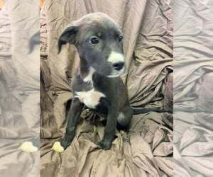 Johnson Rs : Rory - Male Australian Shepherd-Boxer Mix Dog for Adoption - Photo #2
