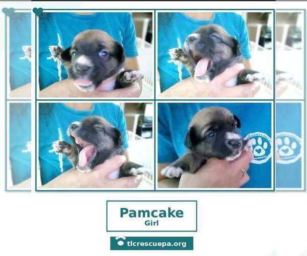 Medium Photo #4 Beagle-Unknown Mix Puppy For Sale in Kimberton, PA, USA