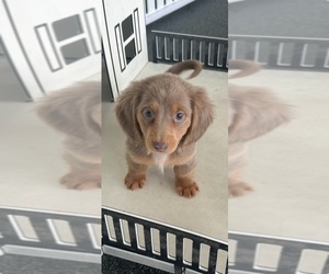 Dachshund Puppy for sale in LOUISVILLE, KY, USA