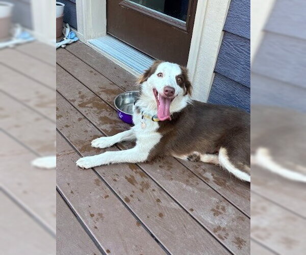 Medium Photo #4 Australian Shepherd-Unknown Mix Puppy For Sale in Salt Lake City, UT, USA