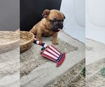 Small Photo #4 French Bulldog Puppy For Sale in CONCORDIA, KS, USA