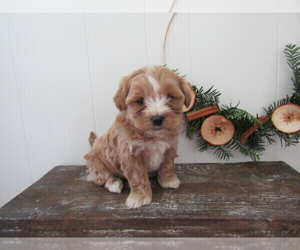 Medium Photo #3 Maltipoo (Miniature) Puppy For Sale in SUGARCREEK, OH, USA