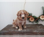Small #2 Maltipoo (Miniature)