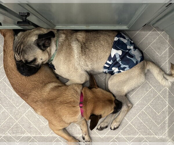Medium Photo #10 Pug-Unknown Mix Puppy For Sale in Corona, CA, USA