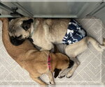 Small Photo #10 Pug-Unknown Mix Puppy For Sale in Corona, CA, USA