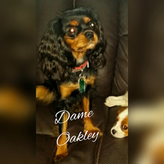 Mother of the Cavalier King Charles Spaniel puppies born on 07/12/2018