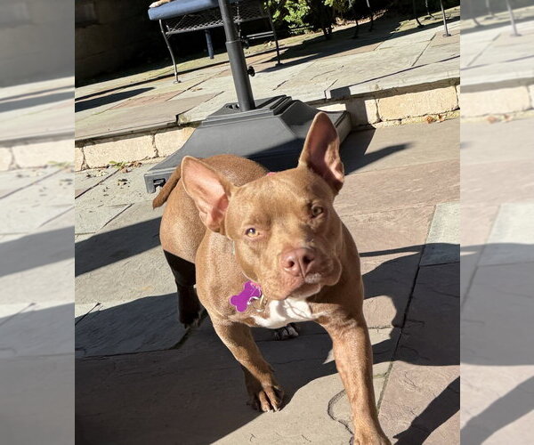 Medium Photo #2 Mutt Puppy For Sale in Mundelein, IL, USA