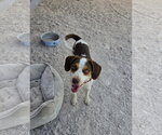 Small #5 Beagle