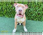 Small American Pit Bull Terrier