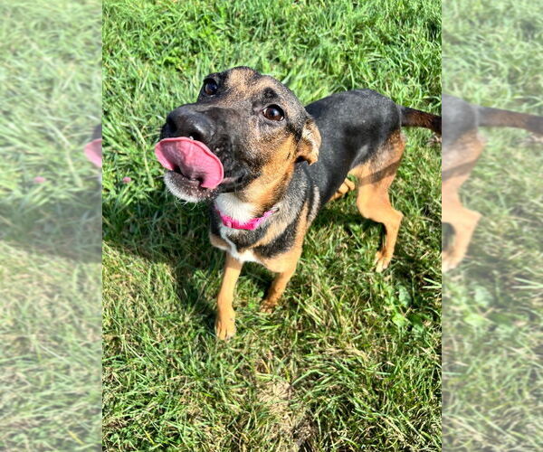 Medium Photo #3 German Shepherd Dog-Unknown Mix Puppy For Sale in Pierceton , IN, USA